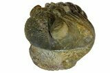Giant, Enrolled, Pedinopariops Trilobite - Mrakib, Morocco #165879-5